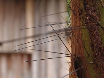 Close-up of tree