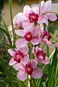 Close-up of pink flowers blooming outdoors