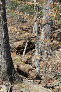 Trees in forest