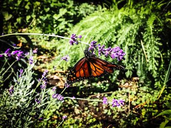 Close-up of butterfly on purple flowers