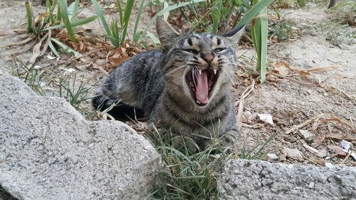 Cat yawning while resting on field
