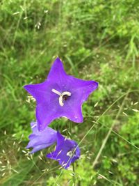 Close-up of purple flowers blooming