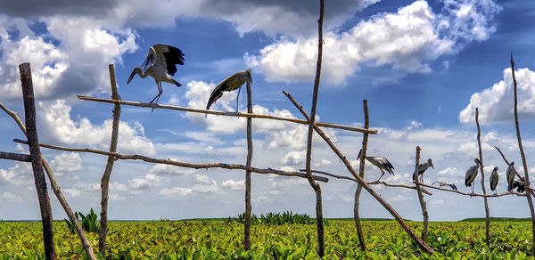 View of birds on land against sky