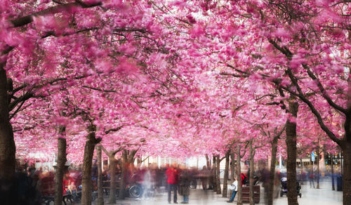 Pink cherry blossoms in park