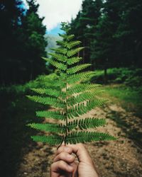 Close-up of hand holding fern of tree