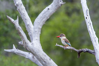 Close-up of bird perching on tree