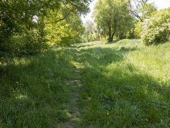 Scenic view of forest