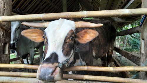 Close-up of cow in pen