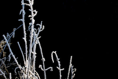 Close-up of snow against black background