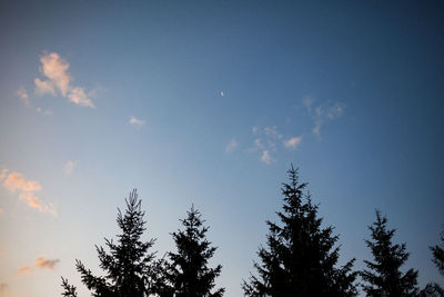 Low angle view of trees against blue sky