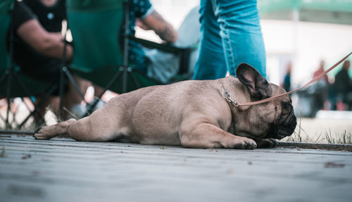 Dog sleeping on floor