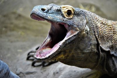 Close-up of a komodo dragon lizard