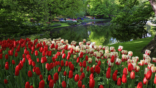 View of red tulips in park