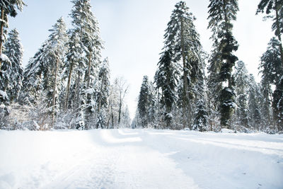 Trees on snow covered land against sky