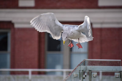 Close-up of white bird flying against built structure