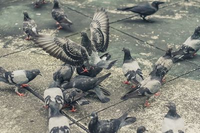 High angle view of birds flying