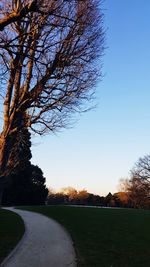 Bare trees on field against clear blue sky