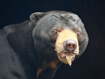 animal