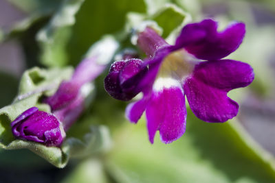 Close-up of pink flowers