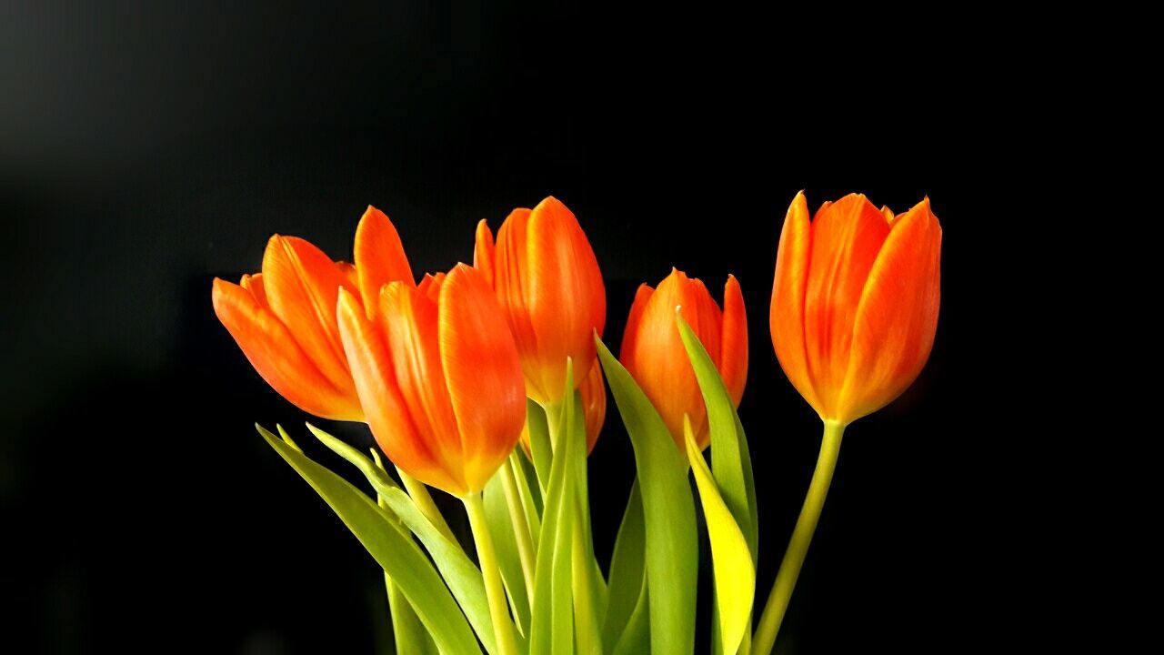 ORANGE TULIPS BLOOMING AGAINST BLACK BACKGROUND