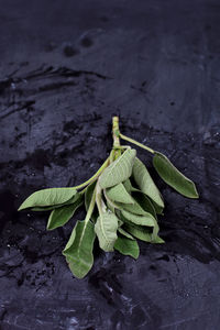 Close-up of dry leaves