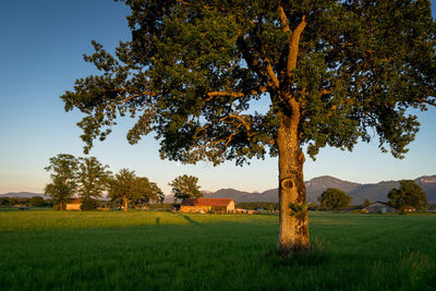 Tree on field against sky