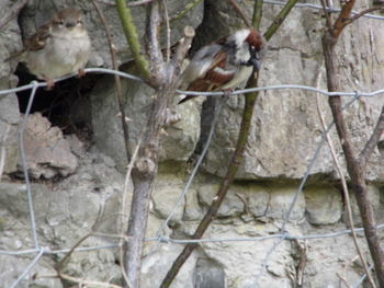 Bird on tree