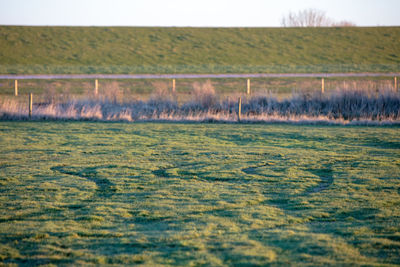 Scenic view of field against sky