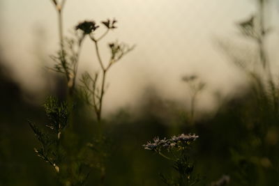 Close-up of plant