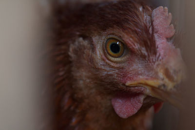 Close-up portrait of a bird