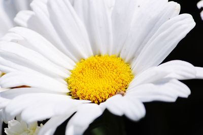 Close-up of white flower blooming outdoors