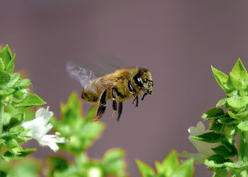 Close-up of bee pollinating flower