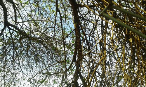 Low angle view of tree against sky