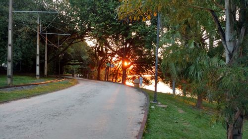 Road amidst trees