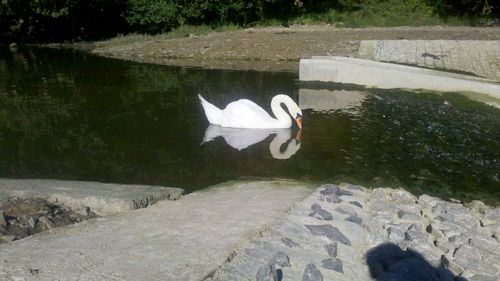 Swan swimming on lake