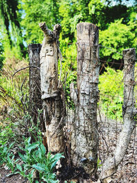 Close-up of tree trunk in forest