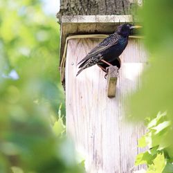 Close-up of bird perching on wood