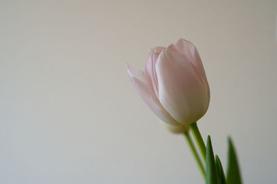 Close-up of pink flower