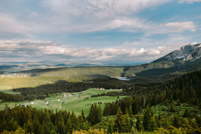 Scenic view of pine trees against sky