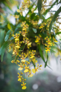 Close-up of yellow flowers