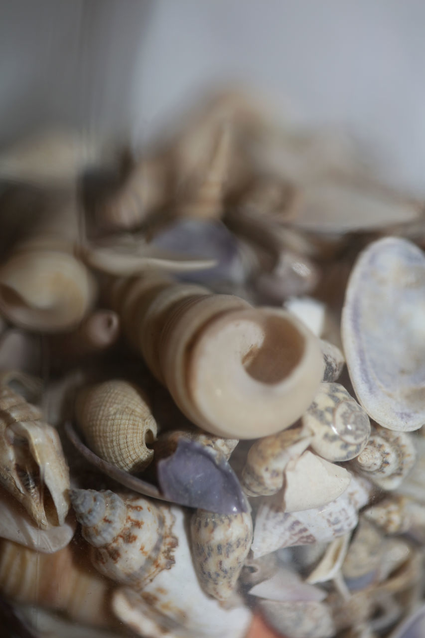 CLOSE-UP OF SEASHELLS