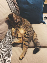 High angle view of cat resting on bed at home