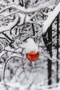 Close-up of frozen tree