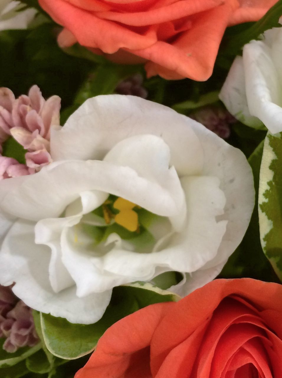 flower, petal, freshness, flower head, fragility, rose - flower, beauty in nature, growth, close-up, white color, blooming, nature, red, plant, focus on foreground, in bloom, blossom, rose, single flower, tulip