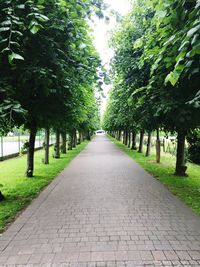 View of trees