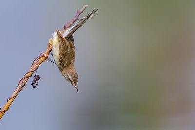 Low angle view of dried plant against sky