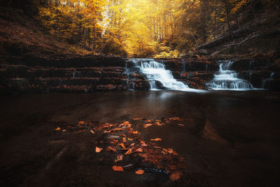 Autumn leaves in forest