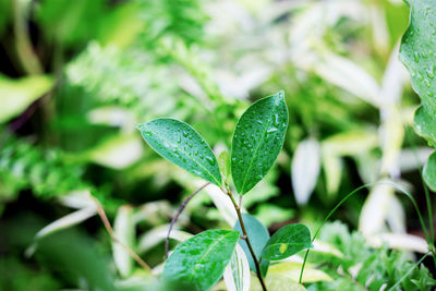 Close-up of fresh green leaf