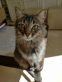 Close-up portrait of cat at home