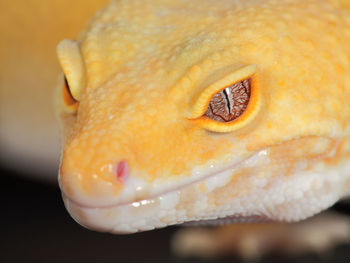 Close-up of yellow lizard